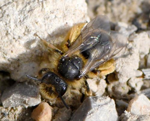 Andrena sp.